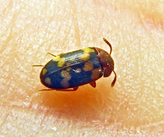 Mycetophagus piceus