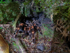 Megaphobema mesomelas