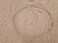 Panthera pardus pardus