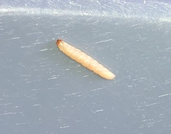 Plodia interpunctella