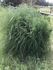 Asparagus officinalis