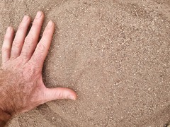 Panthera pardus pardus