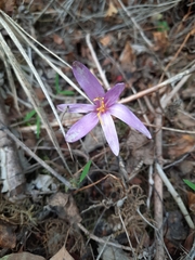 Colchicum autumnale
