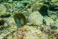 Aulostomus maculatus