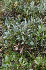 Salix glauca