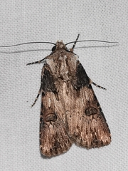 Agrotis puta
