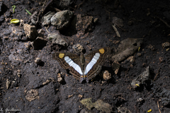 Doxocopa laure laure