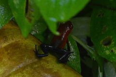 Oophaga pumilio