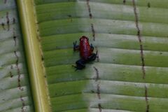 Oophaga pumilio