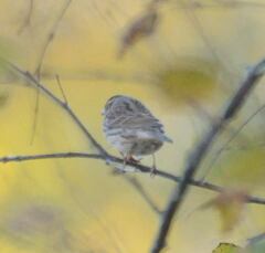 Emberiza
