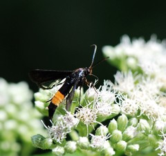 Synanthedon exitiosa