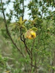 Hermannia salviifolia