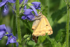 Euclidia glyphica