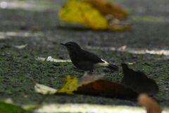 Myiothlypis fulvicauda