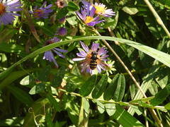 Sericomyia chalcopyga
