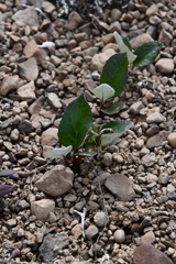 Endocellion sibiricum