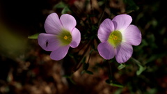 Oxalis comosa