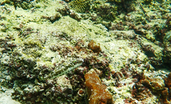 Sphoeroides spengleri