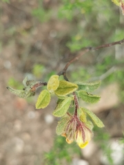 Hermannia salviifolia