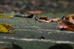 Myiothlypis fulvicauda