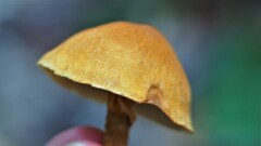 Pholiota granulosa