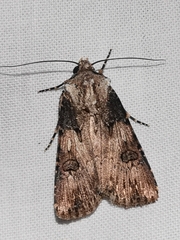 Agrotis puta