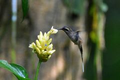 Phaethornis longirostris