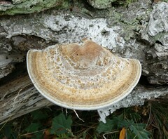 Daedaleopsis confragosa