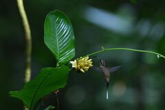 Phaethornis longirostris