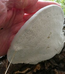 Daedaleopsis confragosa