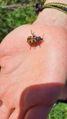 Astylus trifasciatus