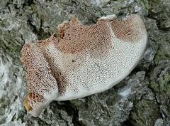 Daedaleopsis confragosa