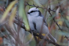Cyanistes cyanus
