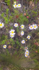 Felicia filifolia
