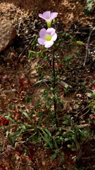 Oxalis comosa