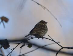 Emberiza pusilla