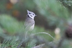 Lophophanes cristatus