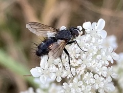 Eriothrix rufomaculata