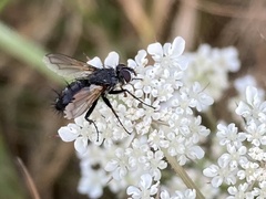 Eriothrix rufomaculata