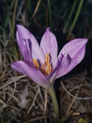 Colchicum bivonae