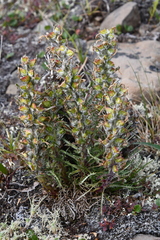 Pedicularis alopecuroides