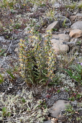 Pedicularis alopecuroides