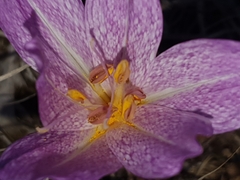 Colchicum bivonae