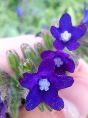Anchusa officinalis