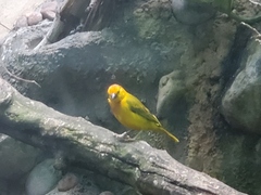 Ploceus castaneiceps