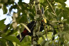 Ramphastos ambiguus