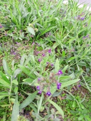 Anchusa officinalis