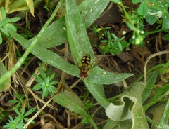 Eupeodes corollae