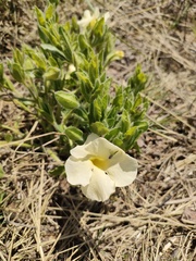 Thunbergia atriplicifolia