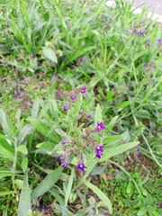 Anchusa officinalis